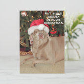 Rain the Weimaraner's Christmas (Stehend Vorderseite)