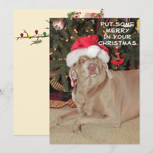 Rain the Weimaraner's Christmas (Vorne/Hinten)