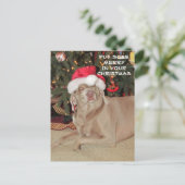 Rain the Weimaraner's Christmas Postkarte (Stehend Vorderseite)