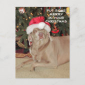 Rain the Weimaraner's Christmas Postkarte (Vorderseite)