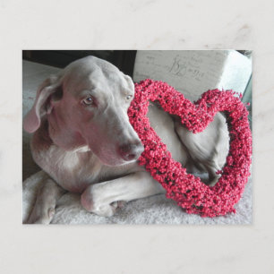 Rain the Weimaraner's I Heart You Postcard Postkarte