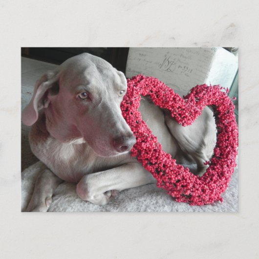 Rain the Weimaraner's I Heart You Postcard Postkarte (Vorderseite)