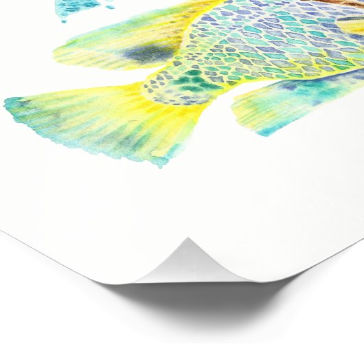 Rainbow Angel Fisch Foto Pinakothek Züst (Ecke)