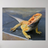 Rainbow Bearded Dragon Poster (Vorne)