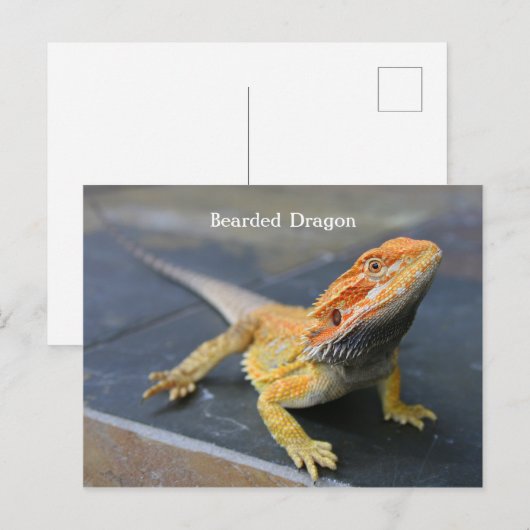 Rainbow Bearded Dragon Postkarte (Vorne/Hinten)