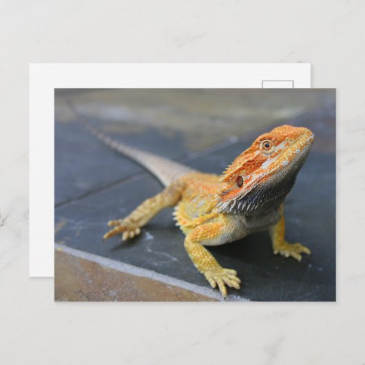 Rainbow Bearded Dragon Postkarte (Vorne/Hinten)
