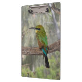 Rainbow-Bienenfresser, Australien Klemmbrett (Links)