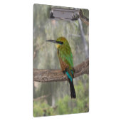 Rainbow-Bienenfresser, Australien Klemmbrett (Rechts)