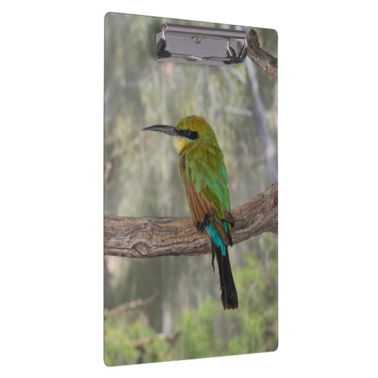 Rainbow-Bienenfresser, Australien Klemmbrett (Rechts)