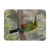 Rainbow-Bienenfresser, Australien Magnet (Horizontal)