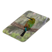 Rainbow-Bienenfresser, Australien Magnet (Linke Seite)
