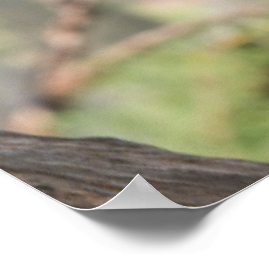 Rainbow-Bienenfresser, Australien Poster (Ecke)