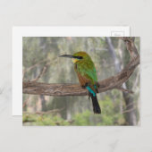 Rainbow-Bienenfresser, Australien Postkarte (Vorne/Hinten)