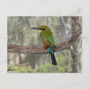 Rainbow-Bienenfresser, Australien Postkarte