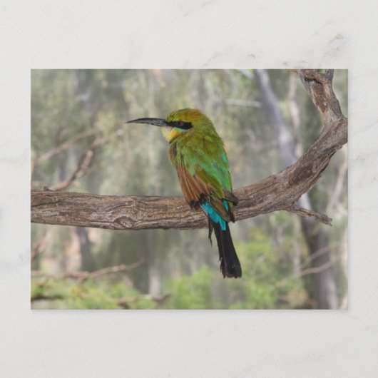 Rainbow-Bienenfresser, Australien Postkarte (Vorderseite)