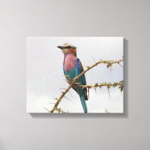 Rainbow-Bird-Foto Leinwanddruck