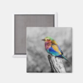 Rainbow Bird Magnet (Vorderseite/Rückseite)