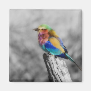 Rainbow Bird Magnet