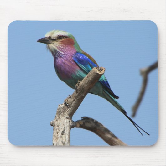 Rainbow Bird Mouse Pad Mousepad (Vorne)
