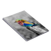 Rainbow Bird Notizblock (Rechte Seite)