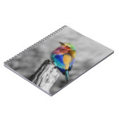 Rainbow Bird Notizblock (Linke Seite)