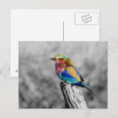 Rainbow Bird Postkarte (Vorne/Hinten)