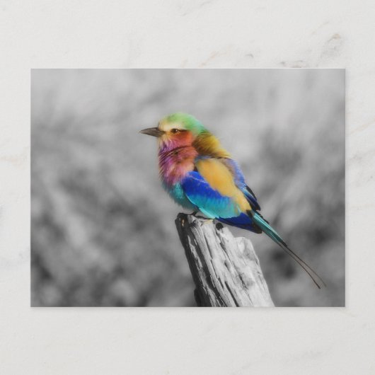 Rainbow Bird Postkarte (Vorderseite)