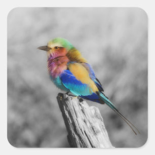 Rainbow Bird Quadratischer Aufkleber