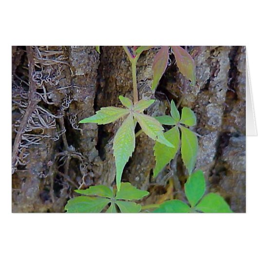 Rainbow-Blätter (Vorderseite (Horizontal))