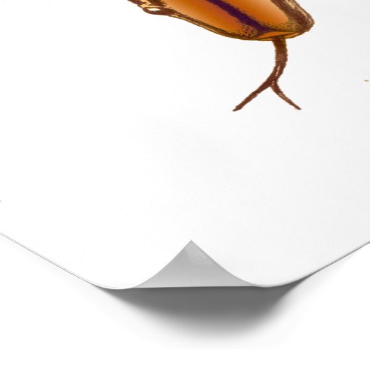 Rainbow Boa Snake Print Poster (Ecke)