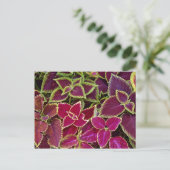 Rainbow coleus postkarte (Stehend Vorderseite)