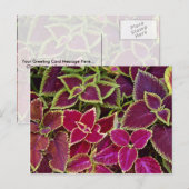 Rainbow coleus postkarte (Vorne/Hinten)