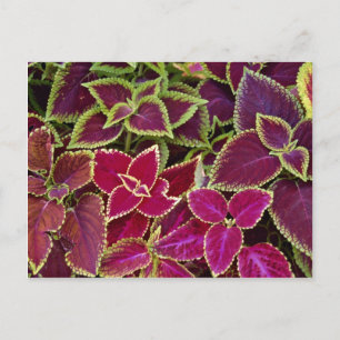 Rainbow coleus postkarte