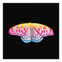 Rainbow-Colored Butterfly