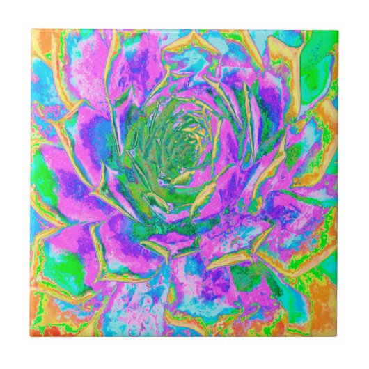Rainbow Colors Fiesta Succulent Sedum Rosette Fliese (Vorderseite)