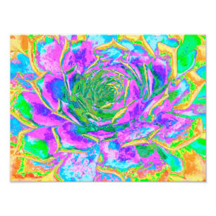 Rainbow Colors Fiesta Succulent Sedum Rosette Fotodruck