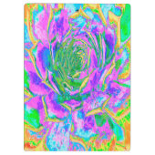 Rainbow Colors Fiesta Succulent Sedum Rosette Klemmbrett (Rückseite)
