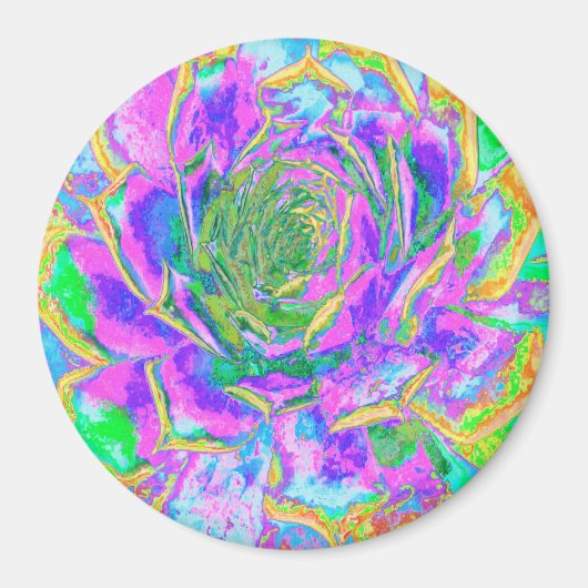 Rainbow Colors Fiesta Succulent Sedum Rosette Magnet (Vorne)