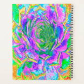 Rainbow Colors Fiesta Succulent Sedum Rosette Planer (Rückseite)