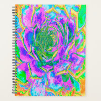 Rainbow Colors Fiesta Succulent Sedum Rosette
