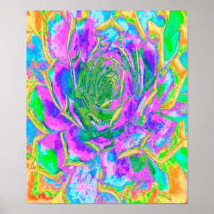 Rainbow Colors Fiesta Succulent Sedum Rosette Poster