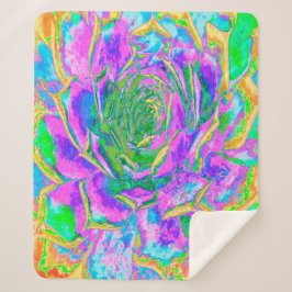 Rainbow Colors Fiesta Succulent Sedum Rosette Sherpadecke