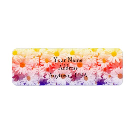 Rainbow Daisies (Vorne)