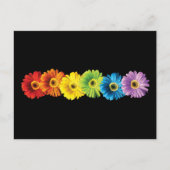Rainbow Daisies Postkarte (Vorderseite)