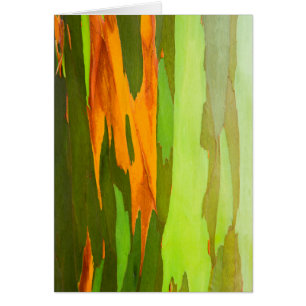 Rainbow Eucalyptus bellen, Hawaii