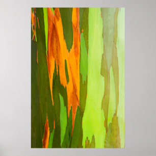 Rainbow Eucalyptus bellen, Hawaii Poster