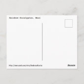 Rainbow Eucalyptus Postkarte (Rückseite)