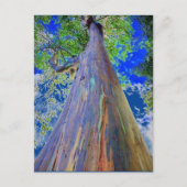 Rainbow Eucalyptus Postkarte (Vorderseite)