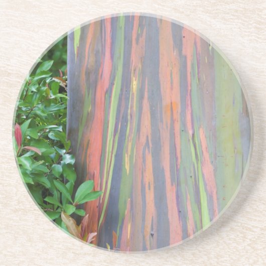 Rainbow Eucalyptus Tree Getränkeuntersetzer (Vorne)