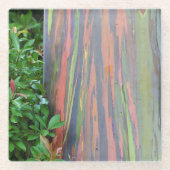 Rainbow Eucalyptus Tree Glasuntersetzer (Vorderseite)